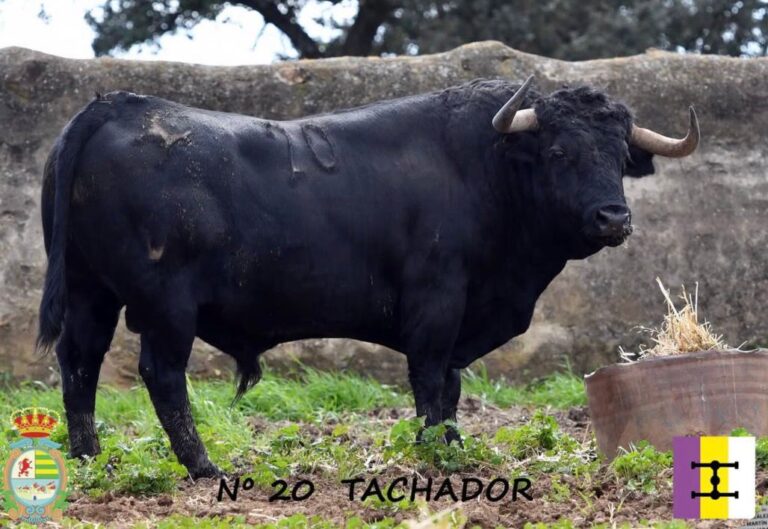 "Tachador" N 20 de Celestino Cuadri